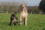IRISH WOLFHOUND 233